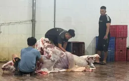 Đồng Nai: 2 cơ sở giết mổ gia súc vi phạm vệ sinh ATTP