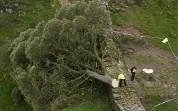 Hai người đàn ông bị kết án vì chặt cây Sycamore Gap nổi tiếng tại Anh