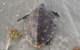 Giải cứu 2 cá thể rùa biển bị mắc lưới tại Côn Đảo