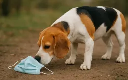 Phát hiện chính xác 94% ca ung thư qua phương pháp chó đánh hơi