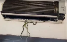 Liên tiếp phát hiện rắn trong máy điều hòa ở Quảng Nam