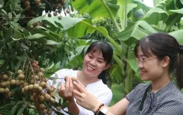 Nhãn chín sớm giá cao gấp đôi nhãn chính vụ