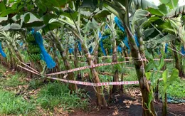 Phát hiện thi thể trẻ sơ sinh trong vườn chuối