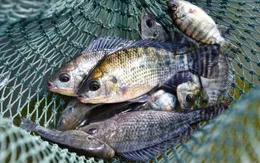 Cá rô phi bước vào thị trường thịt trắng toàn cầu