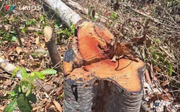 Kon Tum: Điều tra vụ phá gần 1 héc ta rừng tại khu vực biên giới