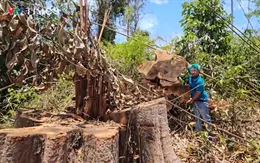 Kon Tum: Chỉ đạo điều tra làm rõ vụ phá gần 1 ha rừng tại khu vực biên giới