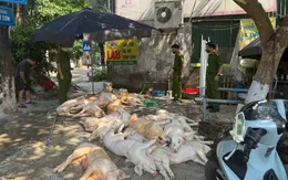 Phát hiện hơn 1 tấn thịt lợn xuất huyết ngoài da, ruồi bâu đầy chuẩn bị lên lò nướng