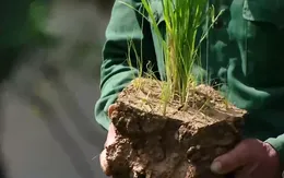 Cánh đồng khô cháy ở Thung Nai: Mương hỏng, lúa chết, dân chờ nước