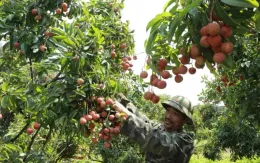 Thu hoạch vải dự kiến tăng 30%