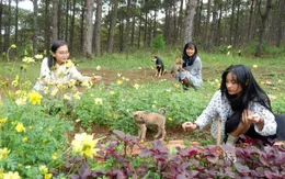 Những cô gái bỏ phố về rừng: Gieo mầm xanh từ những giấc mơ lành