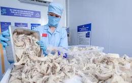 Tổ yến Việt cạnh tranh với Malaysia và Indonesia