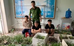 Phát hiện "vườn" cần sa 317 cây trong nhà dân tại Hải Phòng