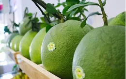 Cơ hội rộng mở cho trái bưởi Việt Nam