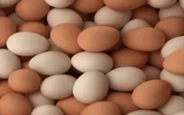 Hiệp hội Gia cầm bác bỏ thông tin về trứng gà giả