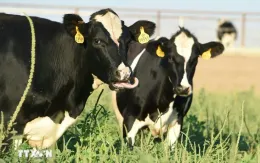 Ngành chăn nuôi Mexico nỗ lực chống giòi ăn thịt