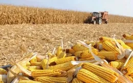 Giá nông sản đồng loạt tăng