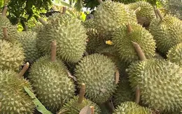 Phó Thủ tướng yêu cầu xử lý thông tin  "Sầu riêng vẫn loay hoay giải quyết chất vàng O"