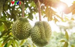 Kiểm soát chất cấm để giữ ''hộ chiếu'' cho sầu riêng