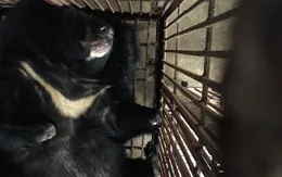 Kỳ vọng giảm dần gấu nuôi nhốt tại Hà Nội