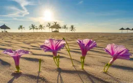 Sức sống hoa muống biển