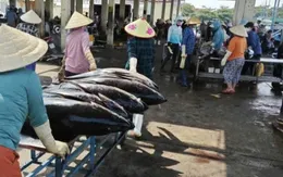 Ra khơi cùng giấc mơ cá lớn.