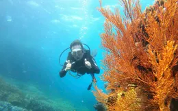 Tái tạo ngôi nhà của biển