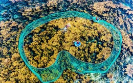 Cánh đồng rong vàng ươm dưới lòng đại dương