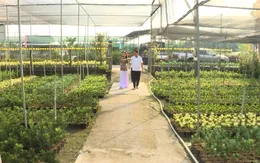 Trồng lúa thông minh, tưới cây bằng cảm biến ở Tiền Giang