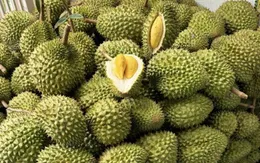 Thay đổi cách bảo quản sầu riêng để đảm bảo chất lượng xuất khẩu