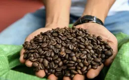 Giá cà phê Robusta lao dốc