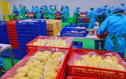 Sầu riêng đông lạnh - chìa khóa mở rộng thị trường xuất khẩu