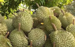 Kim ngạch xuất khẩu nhiều loại trái cây chủ lực giảm mạnh