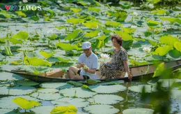 Trà sống giữa lòng sen trắng