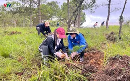 Đà Lạt phủ xanh đồi Đại Cảnh Viên bằng 1.000 cây thông ba lá