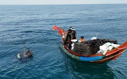 Độc đáo nghề bẫy mực lá của ngư dân bãi ngang