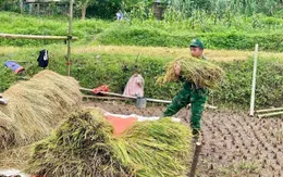 Bộ đội Biên phòng Nghệ An giúp dân vùng lũ quét thu hoạch lúa