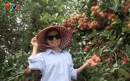 Nhà vườn vào mùa du lịch