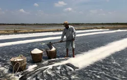 Hạt muối trắng Cần Giờ đứng trước cơ hội vàng vào chuỗi OCOP, siêu thị