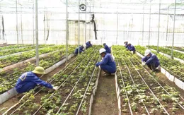 Kon Tum: Lo ngại "hợp pháp hóa" sâm trôi nổi