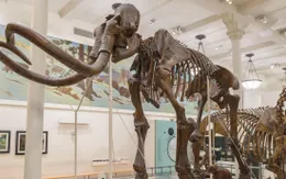 Đảo ngược tuyệt chủng liệu có khả thi?