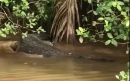 Xuất hiện cá sấu dài 2m trên kênh ở Bến Tre, chính quyền phát cảnh báo