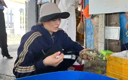 Phát hiện cơ sở bơm thạch rau câu vào tôm hùm chết để bán ra thị trường