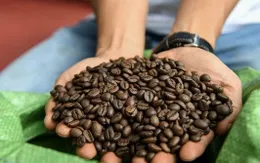 Giá cà phê phục hồi mạnh sau chuỗi ngày lao dốc
