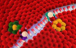 Nữ nhiếp ảnh gia tự hoạ của Việt Nam đạt giải nhất cuộc thi ảnh quốc tế