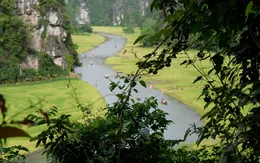 Tháng 6 về Tam Cốc: Dạo thuyền ngắm lúa vàng, nghe hồn quê vọng lại