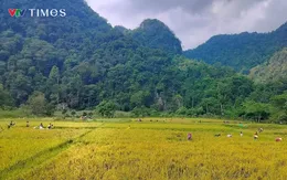 Mùa vàng ở vùng biên giới