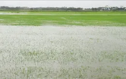 Ngập hơn 22.000 ha lúa và màu, mưa lũ vẫn chia cắt nhiều nơi ở miền Trung