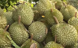 Sầu riêng "mắc cạn" vì cadimi: Nông dân đứng ngồi không yên