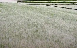 Quảng Bình khẩn trương cứu lúa, rau màu sau mưa lớn do bão số 1