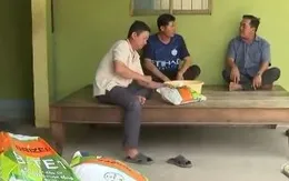 Nông dân "trắng tay" vì sập bẫy lúa giống giả